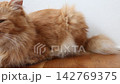 フローリングに座る茶トラ猫 142769375
