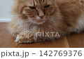 フローリングに座る茶トラ猫 142769376