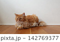 フローリングに座る茶トラ猫 142769377