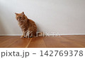 フローリングに座る茶トラ猫 142769378