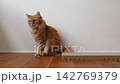 フローリングに座る茶トラ猫 142769379