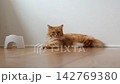 フローリングに座る茶トラ猫 142769380