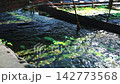 Daio Wasabi Farm, Azumino City, Nagano Prefecture 142773568