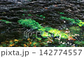 Daio Wasabi Farm, Azumino City, Nagano Prefecture 142774557
