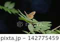Butterfly Bont Zandoogje in forest 142775459