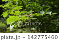 Butterfly Bont Zandoogje in forest 142775460