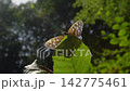 Butterfly Bont Zandoogje in forest 142775461