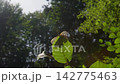 Butterfly Bont Zandoogje in forest 142775463