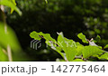 Butterfly Bont Zandoogje in forest 142775464