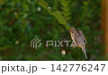 Hovering Sparrow, close-up slowmotion 142776247
