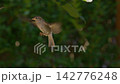 Hovering Sparrow, close-up slowmotion 142776248