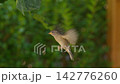 Hovering Sparrow, close-up slowmotion 142776260