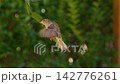 Hovering Sparrow, close-up slowmotion 142776261