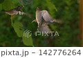 Hovering Sparrow, close-up slowmotion 142776264