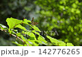Butterfly Bont Zandoogje in forest 142776265
