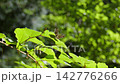 Butterfly Bont Zandoogje in forest 142776266