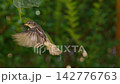 Hovering Sparrow, close-up slowmotion 142776763