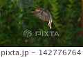 Hovering Sparrow, close-up slowmotion 142776764