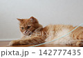 市販のおもちゃで遊ぶ茶トラ猫 142777435