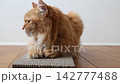 段ボール爪とぎの上に座る茶トラ猫 142777488