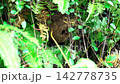 Nest of cogoth hornet 142778735