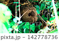 Hornets patrolling their nest 142778736