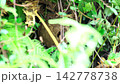 Hornet's nest in the grass 142778738