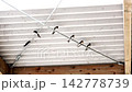 Several swallows gather before they depart. 142778739