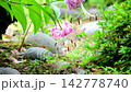 Cute pink lily flowers 142778740