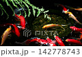 Goldfish eating 142778743