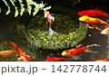 Goldfish eating their food quickly 142778744