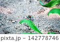 A stationary tiger beetle 142778746