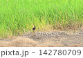 White-breasted Waterhen in nature. Medium-sized, fairly common chickenlike marsh bird found in meadows, ditches, riversides, marshes and farmlands. 142780709