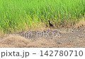 White-breasted Waterhen in nature. Medium-sized, fairly common chickenlike marsh bird found in meadows, ditches, riversides, marshes and farmlands. 142780710