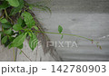 The appearance of Portulaca grandiflora 142780903