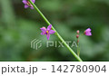 Hazelan flowers 142780904