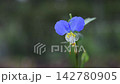 bright blue dayflower 142780905