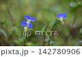 bright blue dayflower 142780906