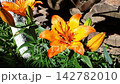 Beauty of Orange Lily Flowers in a Warm Sunlit Garden 142782010