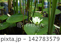 Static Close Up of White Water Lily Among Green Leaves and Reeds  142783579