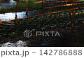 Daio Wasabi Farm, Azumino City, Nagano Prefecture 142786888