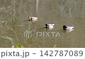 三隻野鴨緩緩地遊過池塘。 142787089