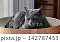 一段貓咪在圓形紙板床上放鬆休息的影片。 142787453