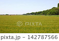 金色的麥田和鄉村景色在藍天下綿延展開。 142787566