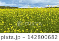 Yellow mustard field under cloudy blue sky 142800682
