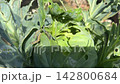 Close-up of caterpillars eating cabbage leaves with visible holes and crop damage in a vegetable garden. 142800684