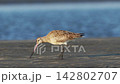 A Foraging Sandpiper (Slow Motion) 142802707