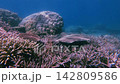 Diving pov orbit shot to towering Orbicella franksi surrounded by multilayers of Acropora cytherea bathe in dancing rippling light from the surface, view of a thriving coral reef. Dauin, Philippines 142809586
