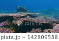 Dolly forward diving pov navigating among massive tabling acropora (Acropora cytherea) and dense staghorn coral (Acropora cervicornis) in a dreamy bustling reef in Dauin, Philippines 142809588