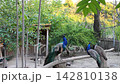 A male blue peacock sits on a perch, looking in different directions 142810138